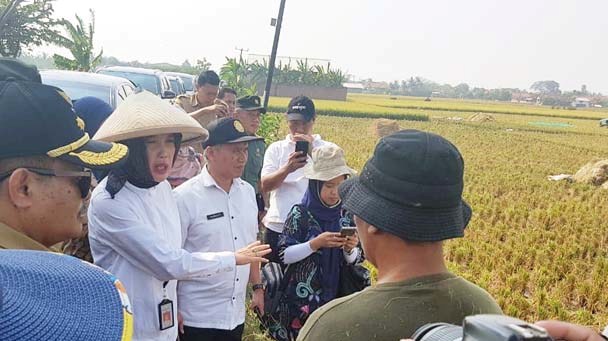 PJ Upsus Jabar Antisipasi 6.350 Ha Sawah Terdampak Kekeringan di Indramayu